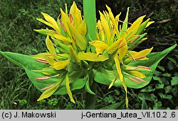 Gentiana lutea (goryczka żółta)