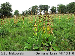 Gentiana lutea (goryczka żółta)