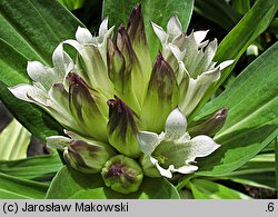 Gentiana triflora (goryczka trójkwiatowa)