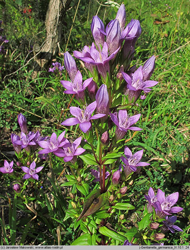 Gentianella germanica (goryczuszka Wettsteina)