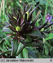 Gentianella germanica (goryczuszka Wettsteina)