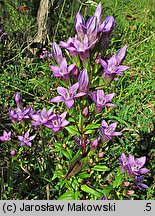 Gentianella germanica (goryczuszka Wettsteina)