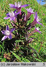 Gentianella germanica (goryczuszka Wettsteina)