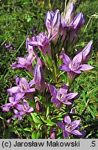 Gentianella germanica (goryczuszka Wettsteina)