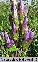 Gentianella germanica (goryczuszka Wettsteina)