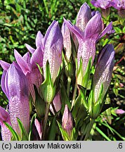 Gentianella germanica (goryczuszka Wettsteina)