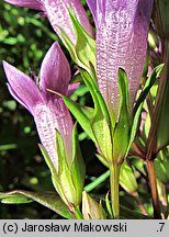 Gentianella germanica (goryczuszka Wettsteina)