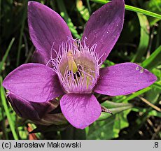 Gentianella germanica (goryczuszka Wettsteina)