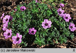 Geranium cinereum (bodziszek popielaty)