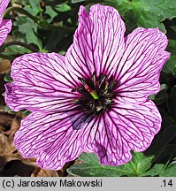 Geranium cinereum (bodziszek popielaty)