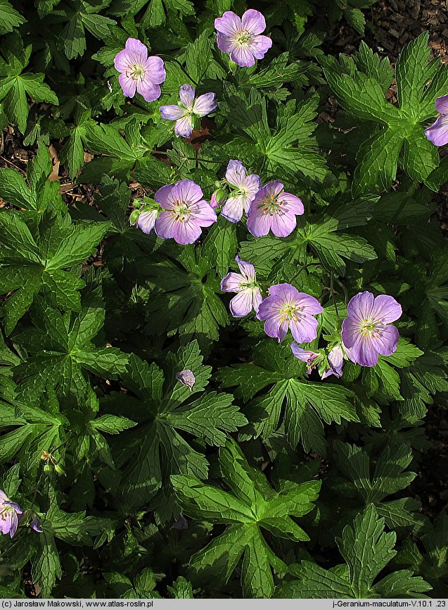 Geranium maculatum (bodziszek plamisty)