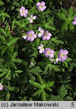 Geranium maculatum (bodziszek plamisty)