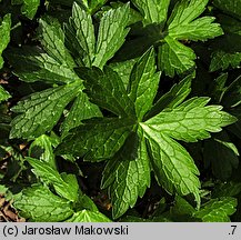 Geranium maculatum (bodziszek plamisty)