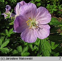 Geranium maculatum (bodziszek plamisty)