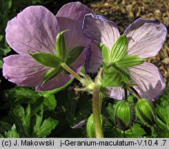 Geranium maculatum (bodziszek plamisty)