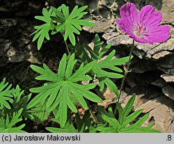 Geranium sanguineum (bodziszek czerwony)