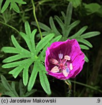 Geranium sanguineum (bodziszek czerwony)