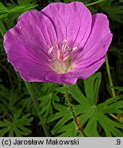 Geranium sanguineum (bodziszek czerwony)