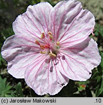 Geranium sanguineum (bodziszek czerwony)