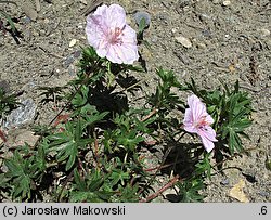 Geranium sanguineum (bodziszek czerwony)