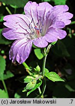 Geranium nodosum (bodziszek kolankowaty)