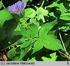 Geranium nodosum (bodziszek kolankowaty)