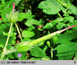 Geranium nodosum (bodziszek kolankowaty)