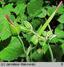 Geranium nodosum (bodziszek kolankowaty)