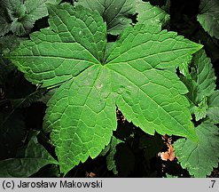 Geranium nodosum (bodziszek kolankowaty)