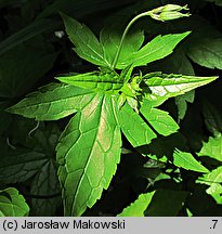 Geranium nodosum (bodziszek kolankowaty)