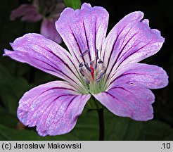 Geranium nodosum (bodziszek kolankowaty)