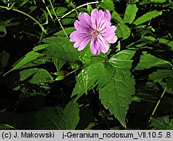 Geranium nodosum (bodziszek kolankowaty)