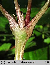 Geranium nodosum (bodziszek kolankowaty)