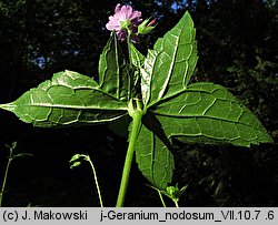 Geranium nodosum (bodziszek kolankowaty)