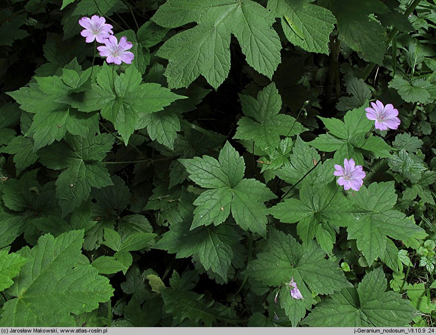 Geranium nodosum (bodziszek kolankowaty)