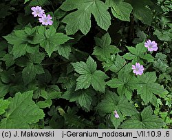 Geranium nodosum (bodziszek kolankowaty)