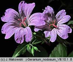 Geranium nodosum (bodziszek kolankowaty)