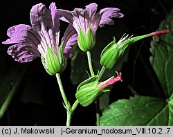 Geranium nodosum (bodziszek kolankowaty)