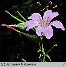 Geranium nodosum (bodziszek kolankowaty)