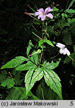 Geranium nodosum (bodziszek kolankowaty)