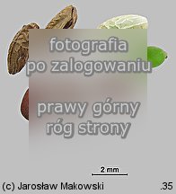 Geranium robertianum (bodziszek cuchnÄ…cy)