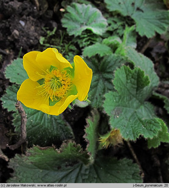 Geum pyrenaicum (kuklik pirenejski)