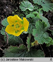 Geum pyrenaicum (kuklik pirenejski)