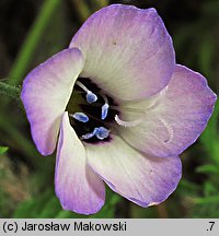 Gilia tricolor