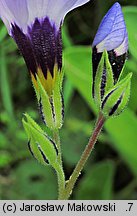 Gilia tricolor