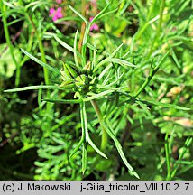 Gilia tricolor