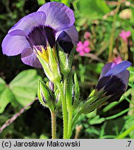 Gilia tricolor