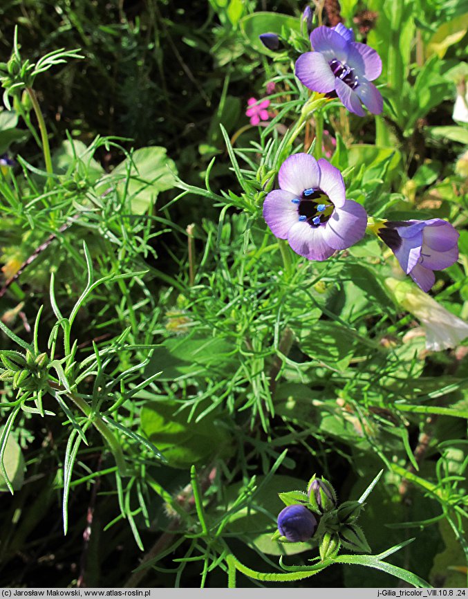 Gilia tricolor