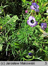 Gilia tricolor