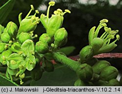 Lysimachia nemorum (tojeść gajowa)